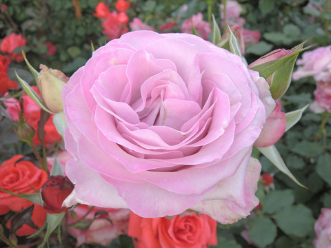 ライラック　ビューティ4378