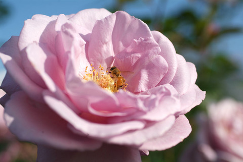 シークレット　パフュームsDSCF0197