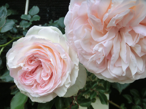 ブラン　ピエール　ドゥ　ロンサールsCIMG5492