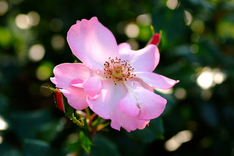 ブレーズ　オブ　グローリー5009