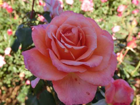 アルブレヒト　デューラー　ローズsCIMG8430