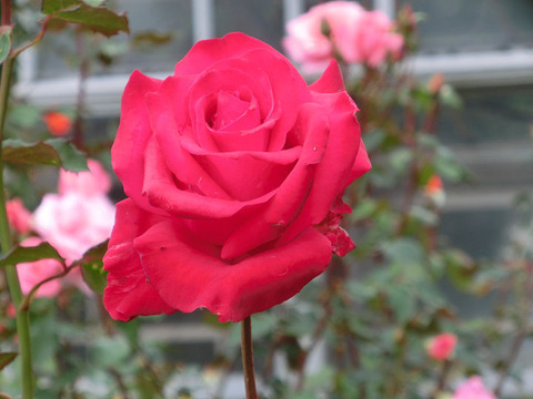 プリンセス　ミカサ5062