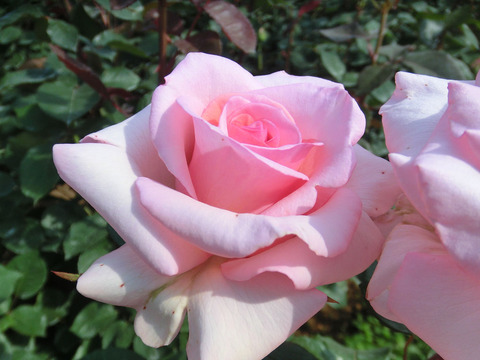 さんび　賛美0438