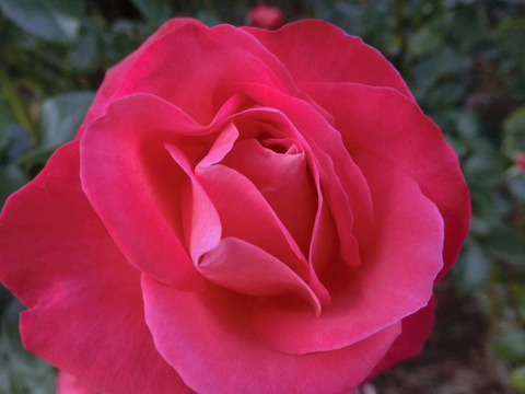 こうさい　光彩sCIMG8295