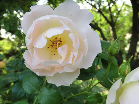 コンテ　ドゥ　シャンパーニュ0247