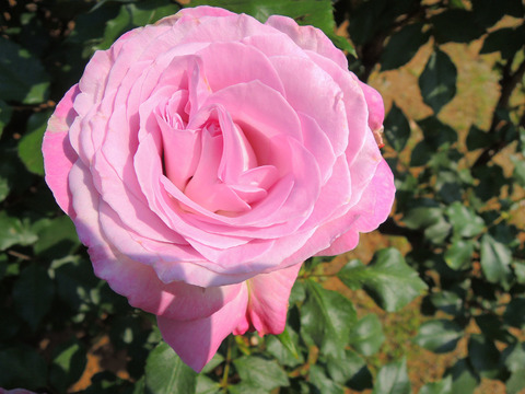 ライラック　ビューティsDSCN4116