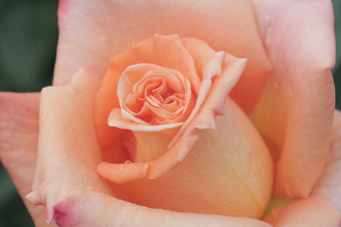 とこなつ　常夏