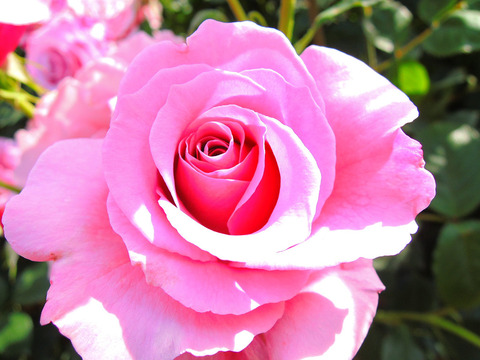 シークレット　パフュームsDSCN5467