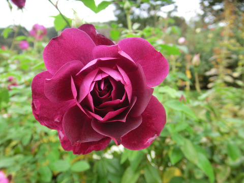 バーガンディ　アイスバーグ5110