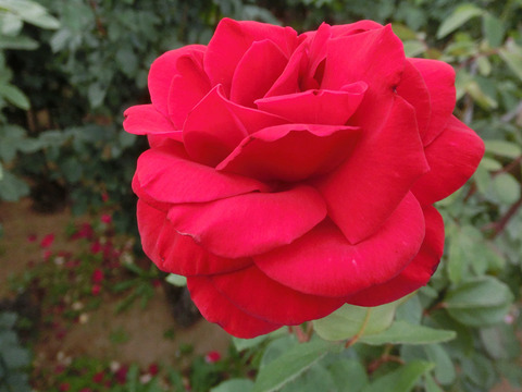 ひごろも　緋衣sCIMG5565