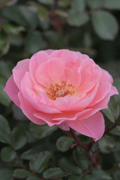 アプリコット　ドラフト5642