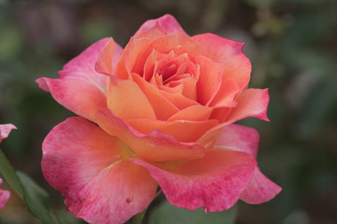 ピュア　ポエトリーsIMG_7263