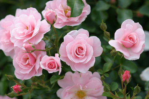 クイーン　マザー２