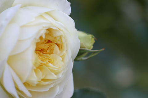 ザ　ピルグリム