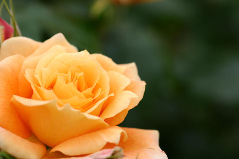 まんよう　万葉２