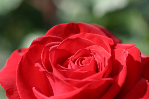 レッド　クイーン２