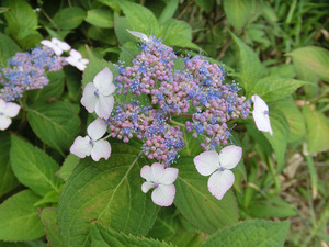 gsCIMG2039