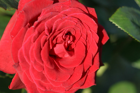 ヘルムット　コール　ローズ２