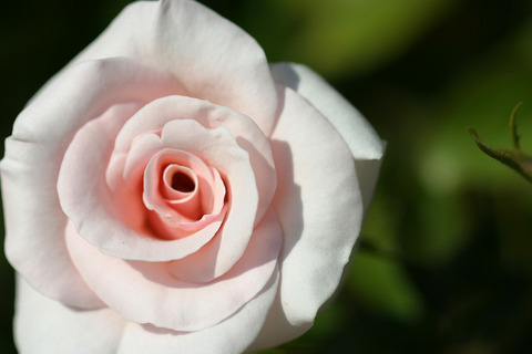 ザ　ソーアンローズ