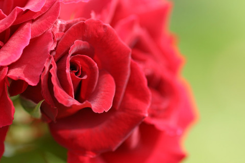 ひおうぎ　緋扇