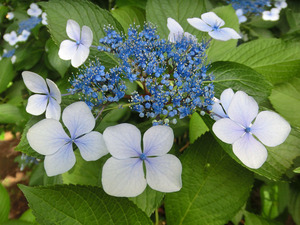 bsCIMG2459