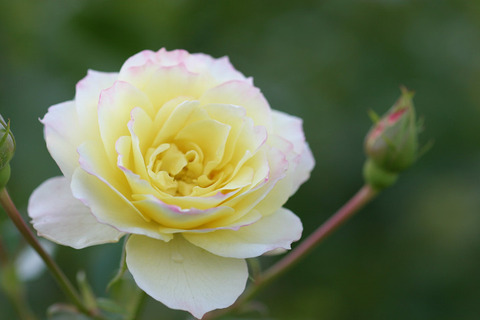 バニラ　ボニカ２