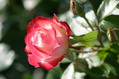 ジュビレ　デュ　プリンス　ドゥ　モナコ３