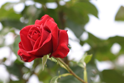 コンラッド　ヘンケル