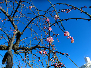 bsCIMG7957