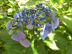 bsCIMG2407