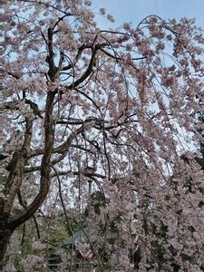 sCIMG0876