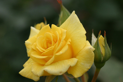 ミッチィ　’８１