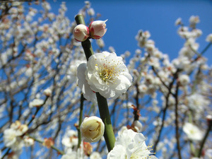 sCIMG6071