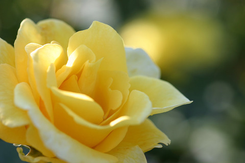 グレイスランド