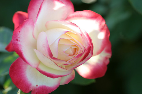 ジュビレ　デュ　プリンス　ドゥ　モナコ６