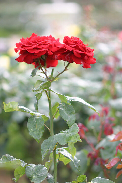 ルージュ　メイアン２