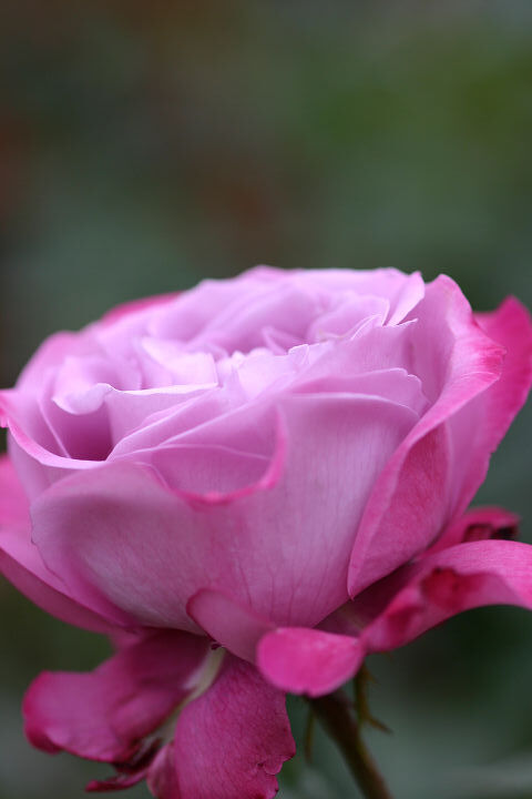 ブルー　リバー