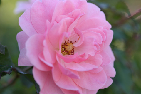 ボニカ　’８２２