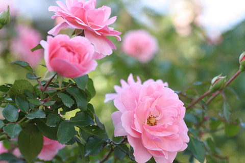 ボニカ　’８２３