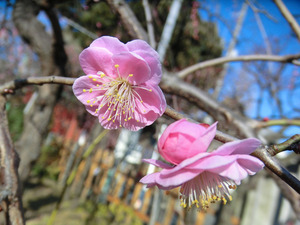 bsCIMG7901
