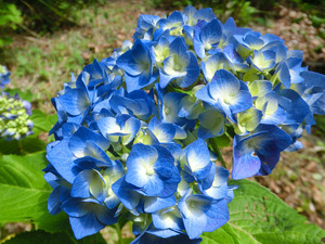 bsCIMG1937