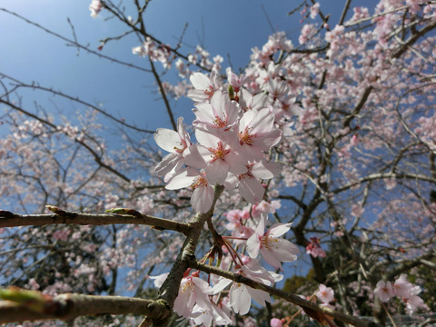 12sCIMG1550