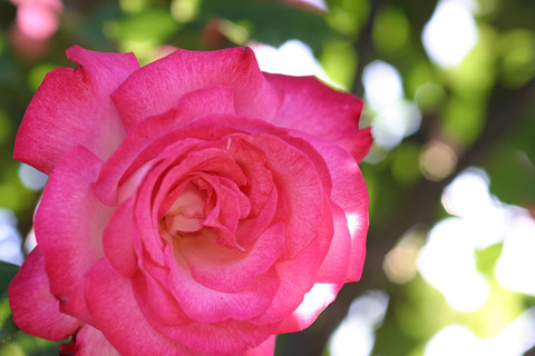 せいか　聖火３