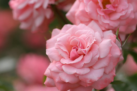 セクシー　レクシー