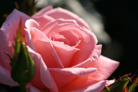 プリンセス　アイコ8