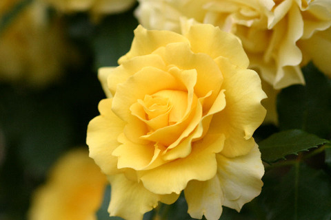 ゴールド　バニー４