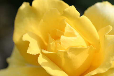 こがね　黄金２