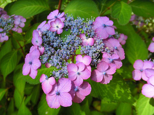 gsCIMG2062