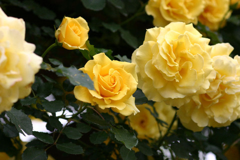 ゴールド　バニー６