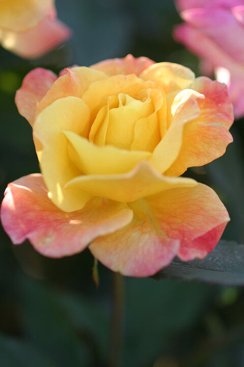 リオ　サンバ３